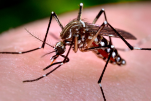 aedes_site